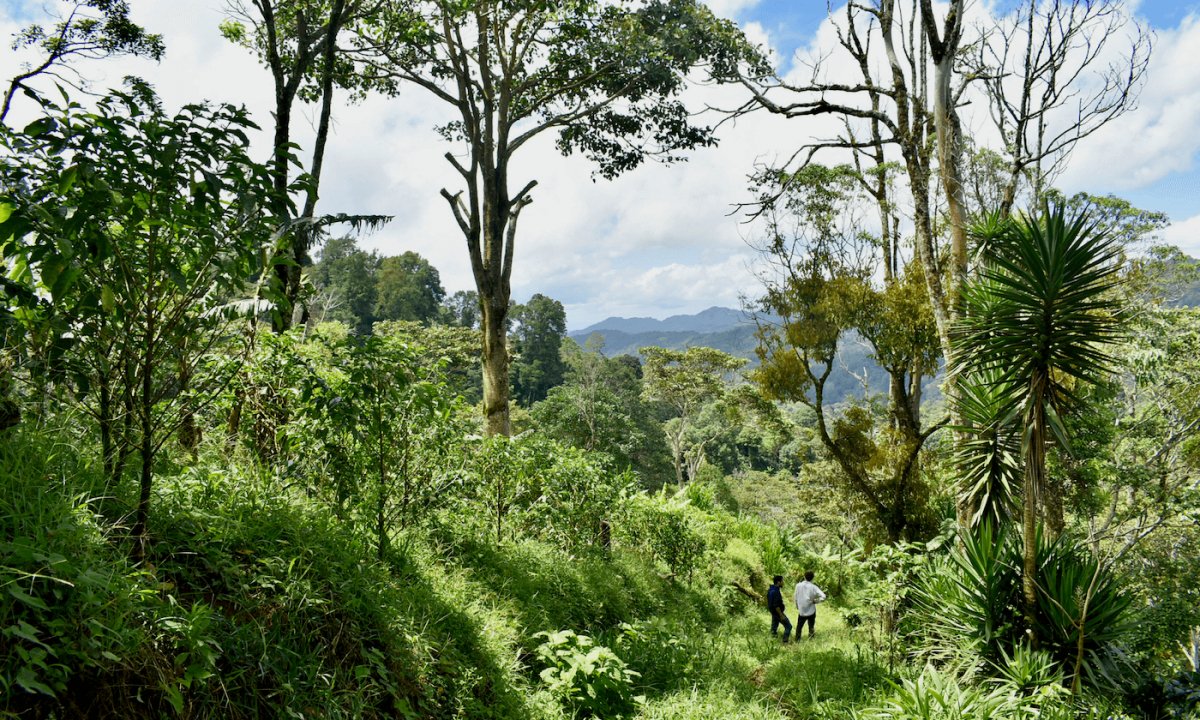 3 december - El Cambalache - Maracaturra - Kafferäven