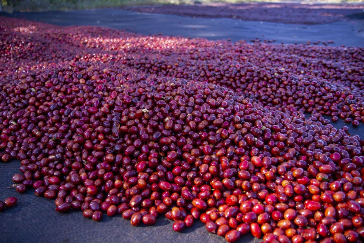 Årets julkaffe - en julsaga - Kafferäven